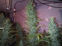 Island Sweet Skunk: strain page photo, credit seedfinder.eu, copyright status shown with credit copyright unverified