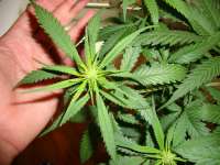 Blue Cheese: strain page photo, credit seedfinder.eu, copyright status shown with credit copyright unverified