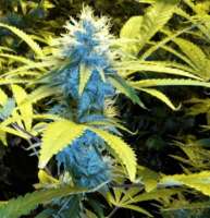 Blueberry Cheesecake: strain page photo, credit seedfinder.eu, copyright status shown with credit copyright unverified
