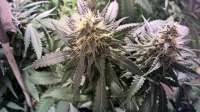 An image of Blueberry Cheesecake