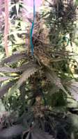 An image of Blueberry Cheesecake