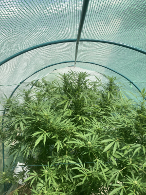Blueberry Cheesecake: strain page photo, credit seedfinder.eu, copyright status shown with credit copyright unverified