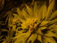 An image of Blueberry Cheesecake