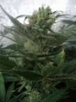 An image of Blueberry Cheesecake