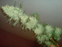 C99 Hybrid archive 1