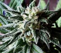 Ice: strain page photo, credit seedfinder.eu, copyright status shown with credit copyright unverified