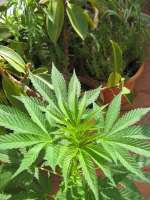 Iced Widow archive 2