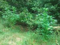An image of Lemon Kush