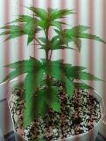 An image of Lemon Kush