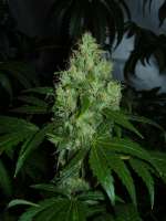 An image of Lemon Kush