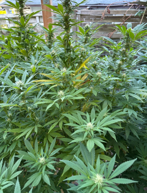 An image of Outdoor Grapefruit