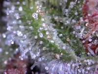 An image of SexBud