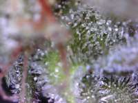 An image of SexBud