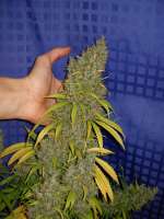 An image of White Widow x Big Bud