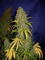 An image of White Widow x Big Bud
