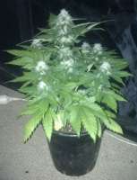 An image of White Widow x Big Bud