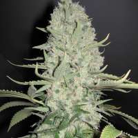 An image of White Widow x Big Bud