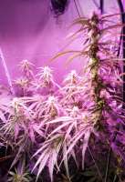 Formula One: strain page photo, credit seedfinder.eu, copyright status shown with credit copyright unverified