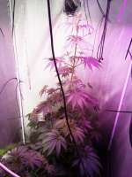 Formula One: strain page photo, credit seedfinder.eu, copyright status shown with credit copyright unverified