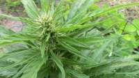 An image of Fruity Crystal Kush