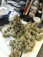 Cherry Pie: strain page photo, credit seedfinder.eu, copyright status shown with credit copyright unverified