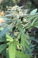 Cherry Pie: strain page photo, credit seedfinder.eu, copyright status shown with credit copyright unverified