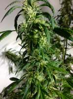 Afghanica AKA Kabul Baba archive 1