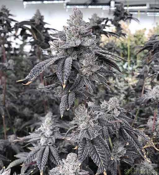 Gorilla Butter flowering cannabis, as labeled by the cited photo source