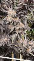 An image of Truffle Breath