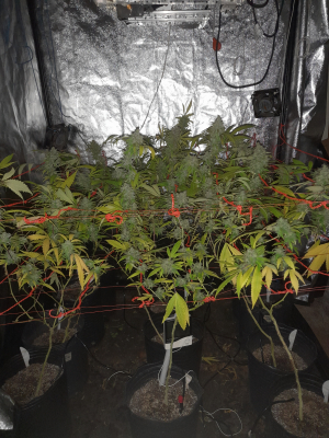 Aconcagua Haze archive 1