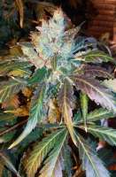 An image of Blue OG