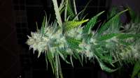 An image of Blue OG