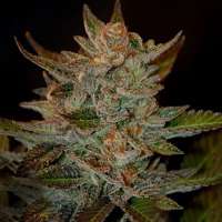 An image of Blue OG