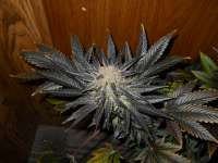 An image of Blue Venom