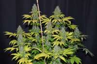 An image of Blueberry Gum