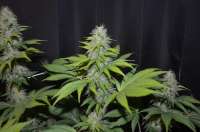 An image of Blueberry Gum