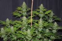 An image of Blueberry Gum