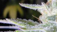 An image of Blueberry Gum #2