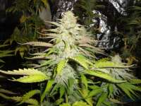 An image of Blueberry Gum #2