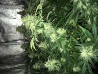 An image of Blueberry Gum #2