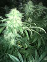 An image of Blueberry Gum #2