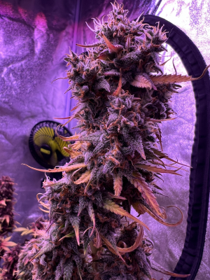 An image of Diesel Auto