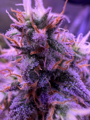 An image of Diesel Auto