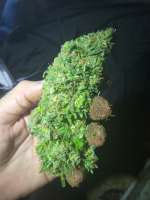 An image of Gigabud