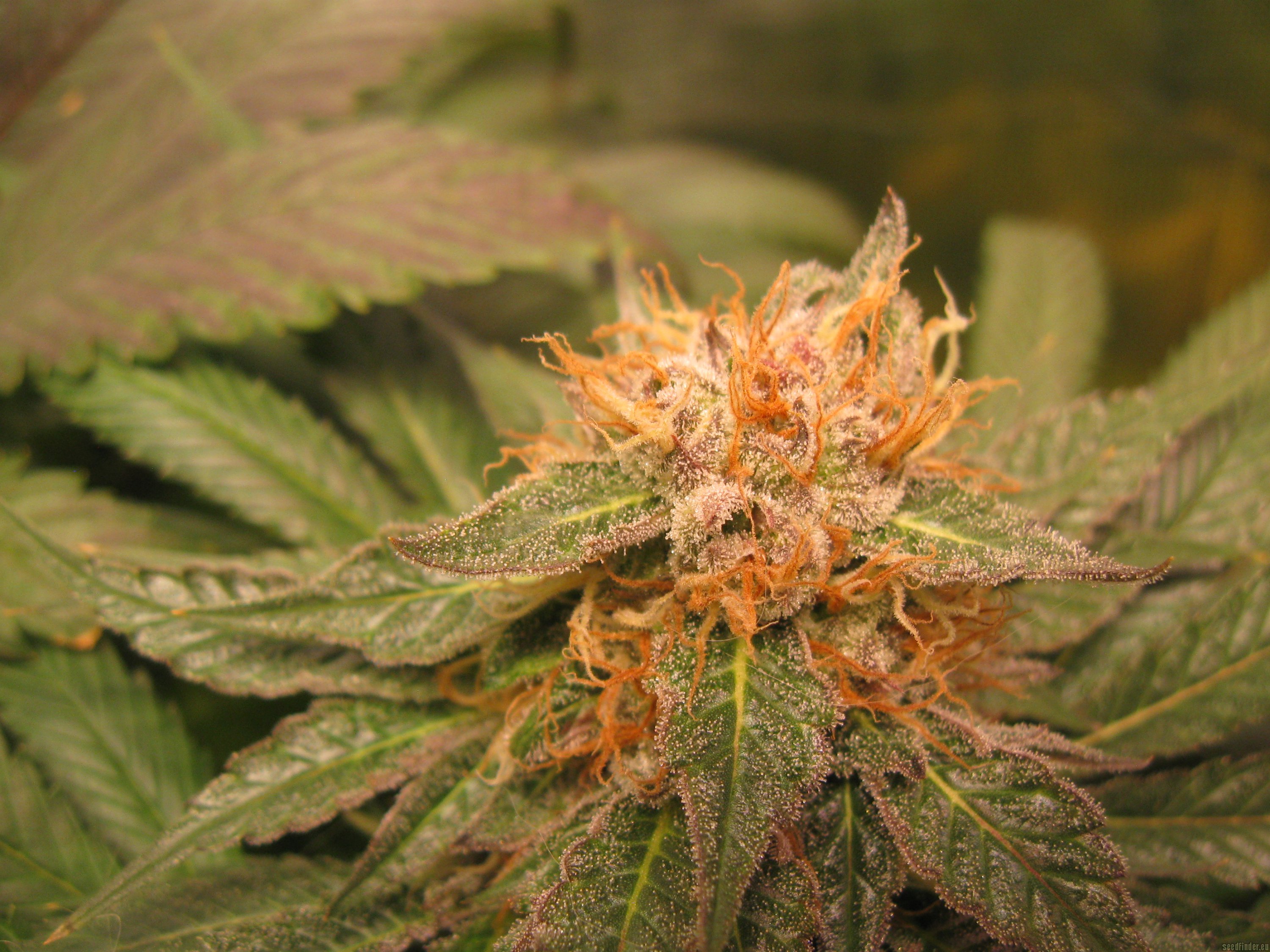 Midnight Kush flowering cannabis, as labeled by the cited photo source