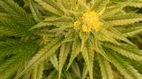 Pineapple Express: strain page photo, credit seedfinder.eu, copyright status shown with credit copyright unverified