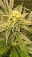 Pineapple Express: strain page photo, credit seedfinder.eu, copyright status shown with credit copyright unverified