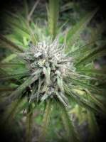 An image of Pineapple Express #2