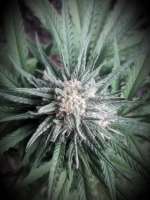 An image of Pineapple Express #2