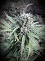 An image of Pineapple Express #2